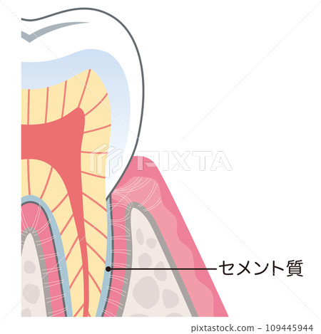 Structure cross section of teeth Structure cross section of teeth 109445944