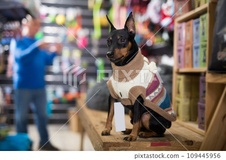 Pinscher puppy in pet shop Pinscher puppy in pet shop 109445956