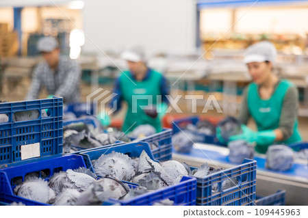 Fresh red cabbage in plastic crates in vegetable factory Fresh red cabbage in plastic crates in vegetable factory 109445963