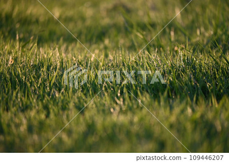 沐浴在陽光下的草原 沐浴在陽光下的草原 109446207