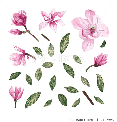 Set of watercolor magnolia flowers and leaves. Isolated elements with magnolia flowers, branches and leaves. Set of watercolor magnolia flowers and leaves. Isolated elements with magnolia flowers, branches and leaves. 109446669