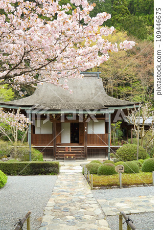Sakura at Jakkoin Temple 109446675
