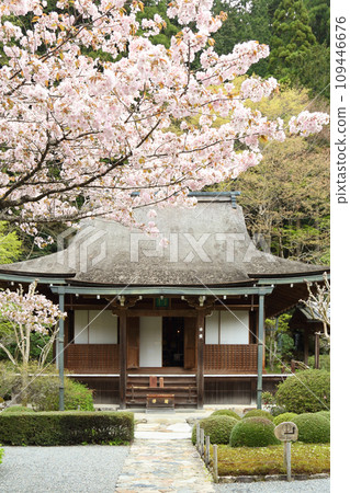 Sakura at Jakkoin Temple Sakura at Jakkoin Temple 109446676