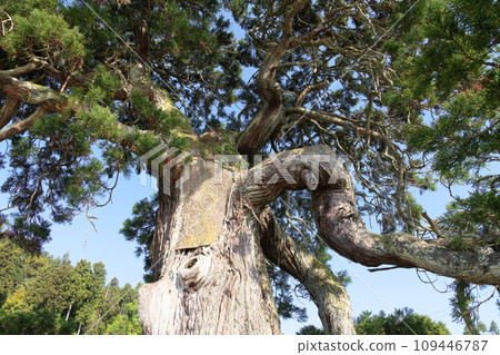Fallen cedar Suzu City, Ishikawa Prefecture 109446787