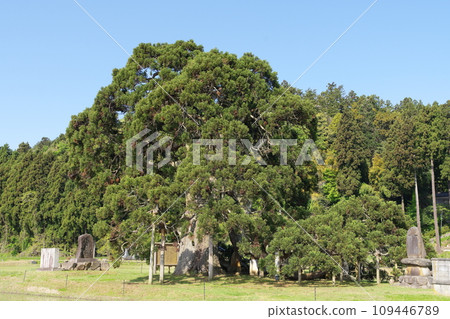 Fallen cedar Suzu City, Ishikawa Prefecture 109446789