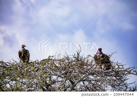 Wildlife Animals Mammals at the savannah grassland wilderness hill shrubs great rift valley maasai mara national game Reserve park Narok County Kenya East Africa Wildlife Animals Mammals at the savannah grassland wilderness hill shrubs great rift valley maasai mara national game Reserve park Narok County Kenya East Africa 109447044