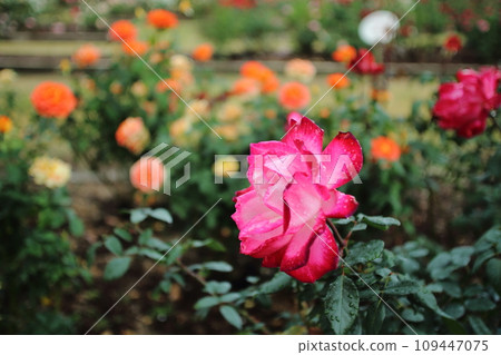 Arao City Ominous Citizen Flower Bed Rose Flower, 109447075