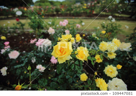 Arao City Ominous Citizen Flower Bed Rose Flower, Arao City Ominous Citizen Flower Bed Rose Flower, 109447081