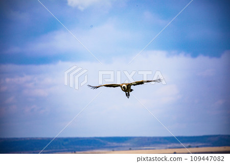 Wildlife Animals Mammals at the savannah grassland wilderness hill shrubs great rift valley maasai mara national game Reserve park Narok County Kenya East Africa 109447082