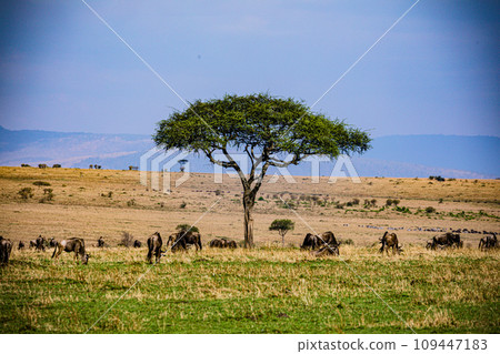 Wildlife Animals Mammals at the savannah grassland wilderness hill shrubs great rift valley maasai mara national game Reserve park Narok County Kenya East Africa 109447183