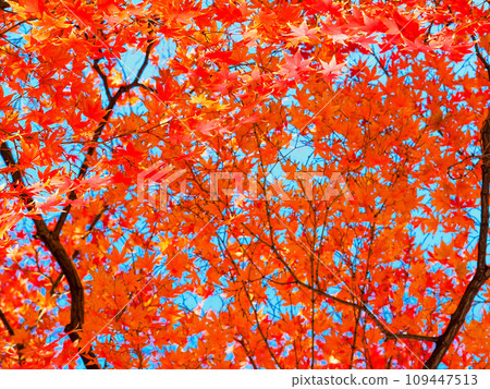 vivid autumn leaves background 109447513