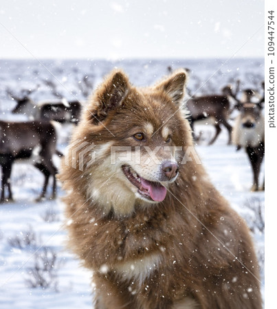 Finnish Lapphund in nature 109447544