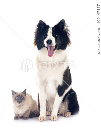 young Yakutian Laika and siamese cat 109447577