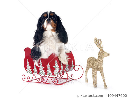 cavalier king charles 109447600