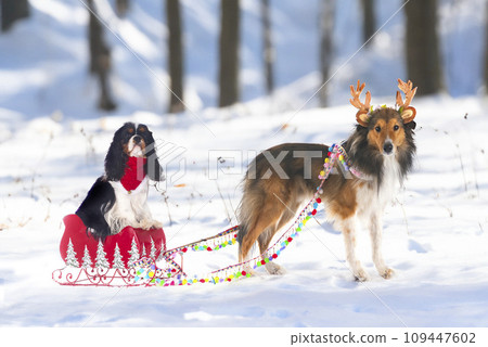 cavalier king charles and shetland sheepdog 109447602