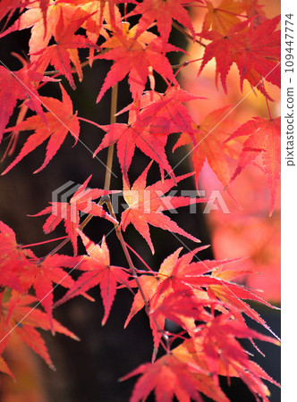 Shaabayashi Shintoji寺廟秋葉 109447774