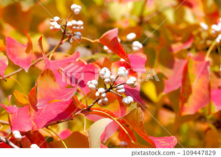 Colored nankin goby and white fruit Colored nankin goby and white fruit 109447829