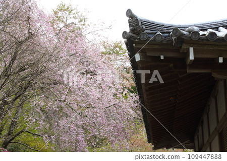 三千院垂枝櫻花 109447888