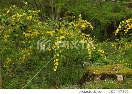 三千人山吹 109447891