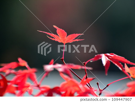 鮮紅的秋葉 鮮紅的秋葉 109447907