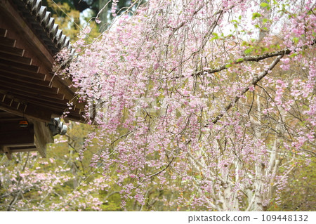 三千院垂枝櫻花 109448132