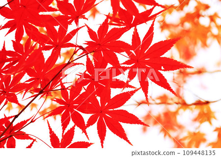 秋天的楓葉 秋天的楓葉 109448135