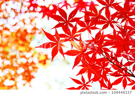 鮮紅的秋葉 109448137