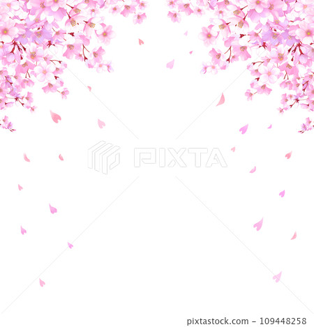 Frame of cherry blossoms and falling petals, cherry blossom snowstorm, square 109448258