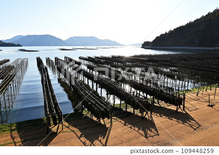 牡蠣養殖(二之島) 牡蠣養殖(二之島) 109448259