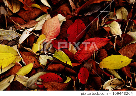 colorful fallen leaves colorful fallen leaves 109448264