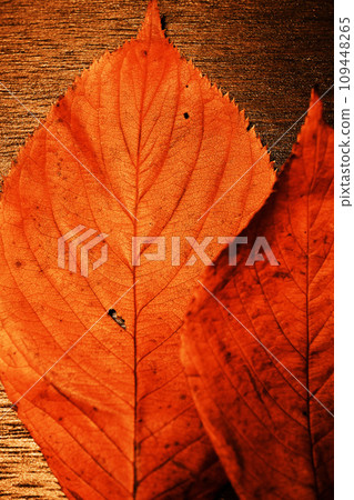 Close-up of cherry blossom leaves placed on a wood board Close-up of cherry blossom leaves placed on a wood board 109448265