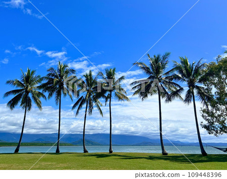 Blue sky and palm tree 109448396