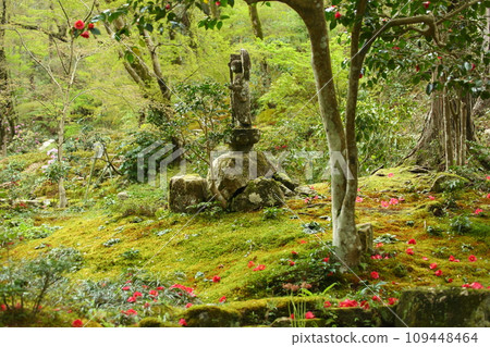 Falling camellias and Jizo statues in the garden of Sanzen-in Temple 109448464