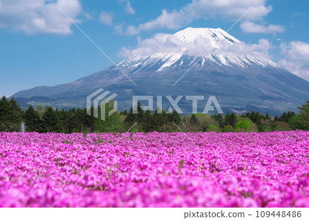 Mount Fuji and mushrooms Mount Fuji and mushrooms 109448486