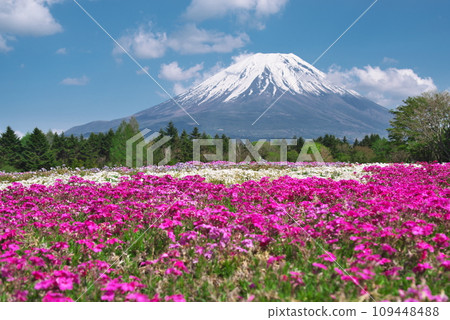 Mount Fuji and mushrooms 109448488