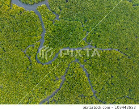 Amazing abundant mangrove forest, Aerial view of forest trees Rainforest ecosystem and healthy environment background, Texture of green trees forest top down, High angle view 109448658