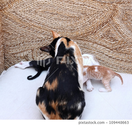Mother cat taking care of her cute kittens Mother cat taking care of her cute kittens 109448663