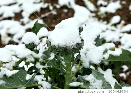 Snow on broccoli in an organic garden, late autumn Snow on broccoli in an organic garden, late autumn 109448664