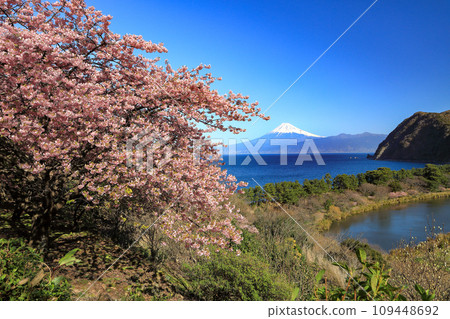 從西伊豆井田隔著駿河灣眺望富士山,早春河津櫻花盛開。 從西伊豆井田隔著駿河灣眺望富士山,早春河津櫻花盛開。 109448692