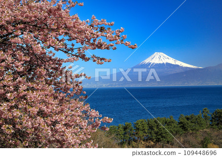 從西伊豆井田隔著駿河灣眺望富士山,早春河津櫻花盛開。 從西伊豆井田隔著駿河灣眺望富士山,早春河津櫻花盛開。 109448696