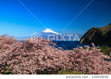 從西伊豆井田隔著駿河灣眺望富士山,早春河津櫻花盛開。 從西伊豆井田隔著駿河灣眺望富士山,早春河津櫻花盛開。 109448698