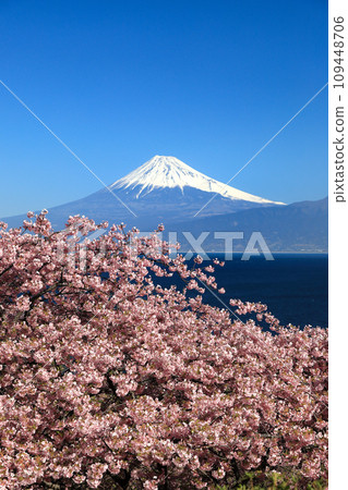 Mt. Fuji seen across Suruga Bay from Nishi-Izu Ida, where the Kawazu cherry blossoms bloom in early spring. 109448706