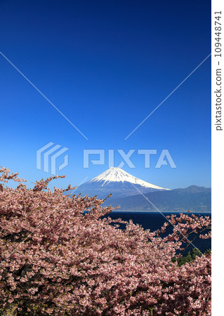 Mt. Fuji seen across Suruga Bay from Nishi-Izu Ida, where the Kawazu cherry blossoms bloom in early spring. Mt. Fuji seen across Suruga Bay from Nishi-Izu Ida, where the Kawazu cherry blossoms bloom in early spring. 109448741