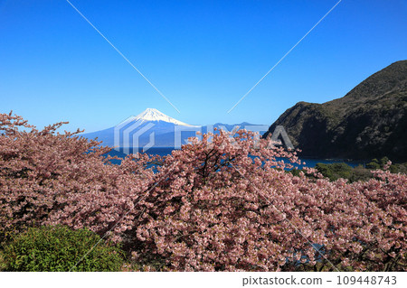Mt. Fuji seen across Suruga Bay from Nishi-Izu Ida, where the Kawazu cherry blossoms bloom in early spring. Mt. Fuji seen across Suruga Bay from Nishi-Izu Ida, where the Kawazu cherry blossoms bloom in early spring. 109448743