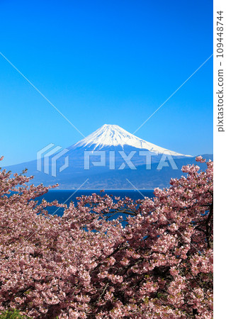 Mt. Fuji seen across Suruga Bay from Nishi-Izu Ida, where the Kawazu cherry blossoms bloom in early spring. Mt. Fuji seen across Suruga Bay from Nishi-Izu Ida, where the Kawazu cherry blossoms bloom in early spring. 109448744
