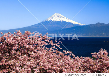 從西伊豆井田隔著駿河灣眺望富士山,早春河津櫻花盛開。 從西伊豆井田隔著駿河灣眺望富士山,早春河津櫻花盛開。 109448747