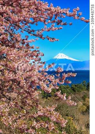 Mt. Fuji seen across Suruga Bay from Nishi-Izu Ida, where the Kawazu cherry blossoms bloom in early spring. Mt. Fuji seen across Suruga Bay from Nishi-Izu Ida, where the Kawazu cherry blossoms bloom in early spring. 109448758
