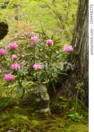 Sanzenjin no Ashoku flower Sanzenjin no Ashoku flower 109448776