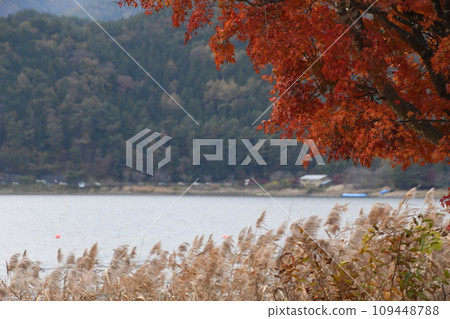 Autumn trees and lake 109448788