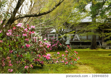 Sanzenjin沒有Ashoku花 Sanzenjin沒有Ashoku花 109448850